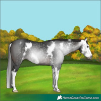 Horse Color:Gray Bay Sabino Splash 
