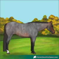 Horse Color:Brown Roan
