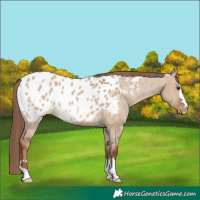 Horse Color:Red Dun Appaloosa 