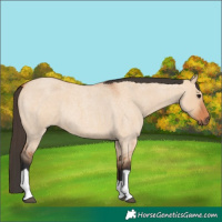 Horse Color:Bay Roan Dun Tobiano