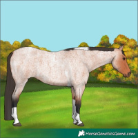 Horse Color:Bay Roan Tobiano