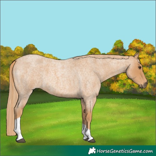 Horse Color:Red Roan Tobiano 