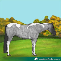 Horse Color:Blue Roan Tobiano 