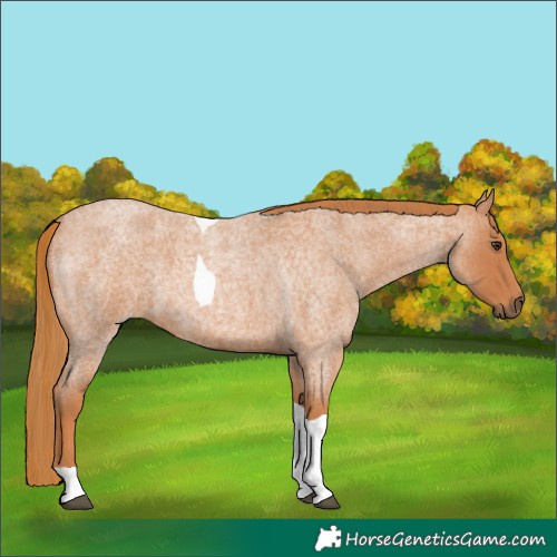 Horse Color:Red Roan Tobiano