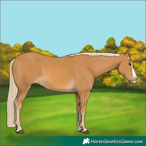 Horse Color:Palomino Splash