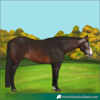 Horse Color:Gray Bay Splash