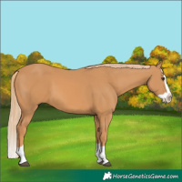 Horse Color:Chestnut Splash 