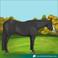 Horse Color:Black Splash