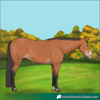 Horse Color:Bay Splash