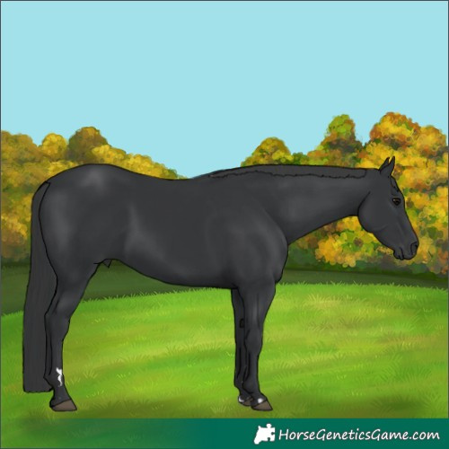 Horse Color:Black  and Black Rabicano 