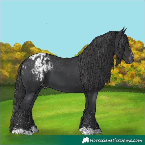 Horse Color:Black  and Black Appaloosa 