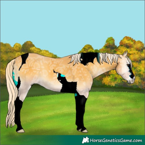 Horse Color:Palomino Ice Onyx Tobiano