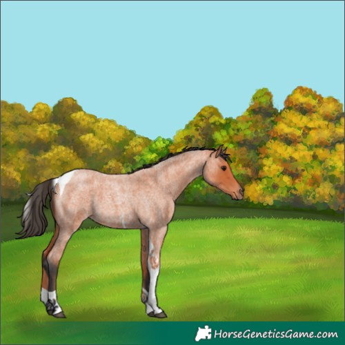 Horse Color:Bay Roan Tobiano 