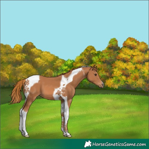 Horse Color:Chestnut Tobiano 