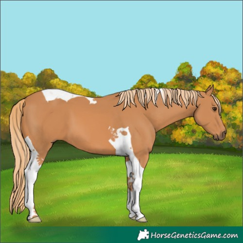 Horse Color:Chestnut Tobiano