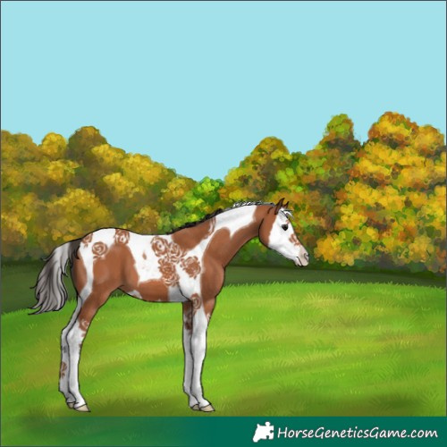 Horse Color:Bay Splash Tobiano 