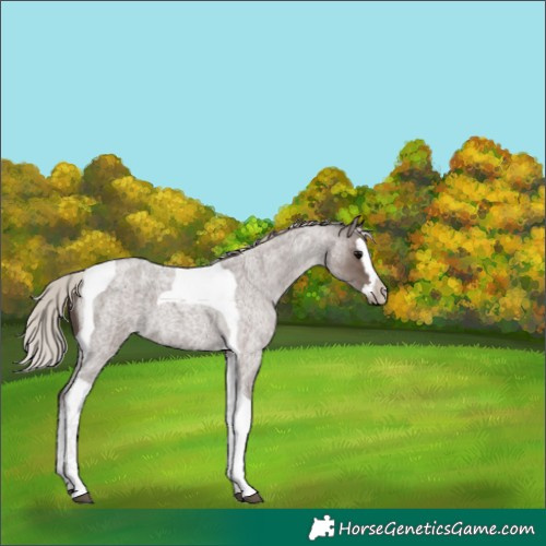 Horse Color:Silver Blue Roan Splash Tobiano 
