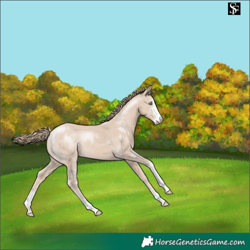 Horse Color:Smoky Creme Sabino 