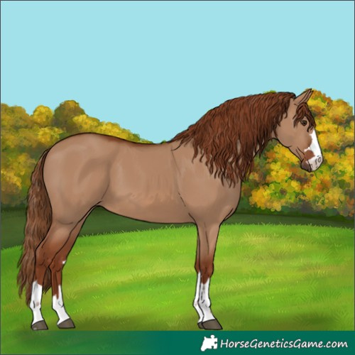 Horse Color:Red Dun 