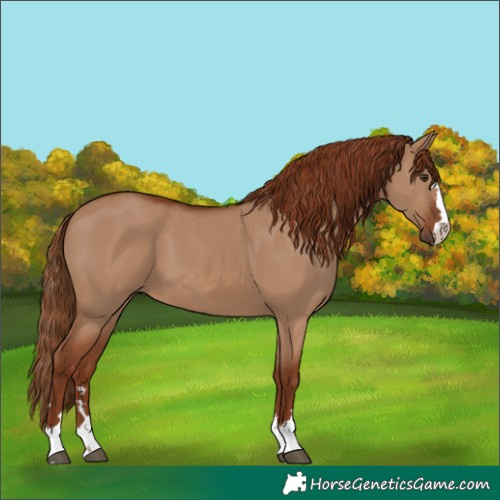 Horse Color:Red Dun 