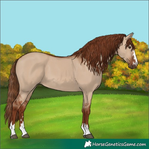 Horse Color:Red Dun