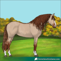 Horse Color:Red Dun 