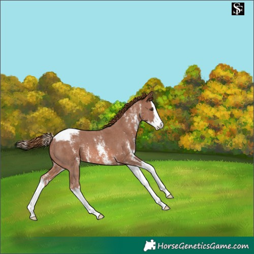 Horse Color:Chestnut Sabino Splash Appaloosa 