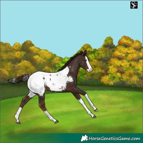Horse Color:Liver Chestnut Splash Near Fewspot 