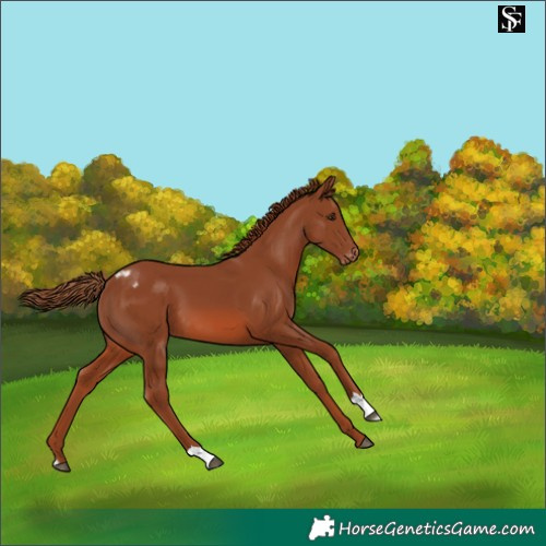 Horse Color:Chestnut Appaloosa 
