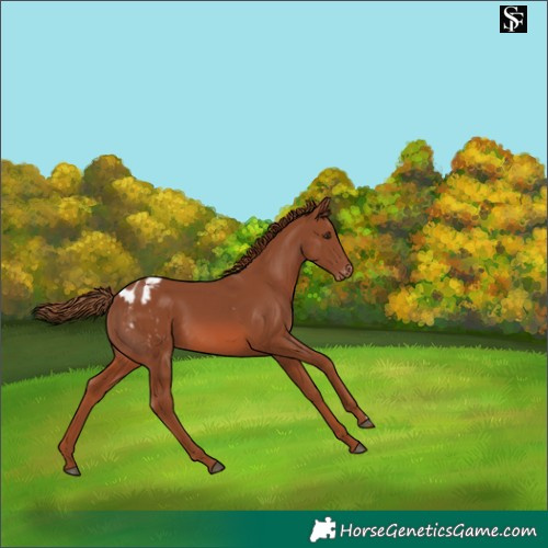 Horse Color:Chestnut Appaloosa