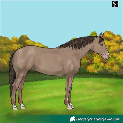 Horse Color:Classic Champagne