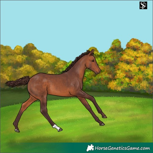 Horse Color:Chocolate Bay 