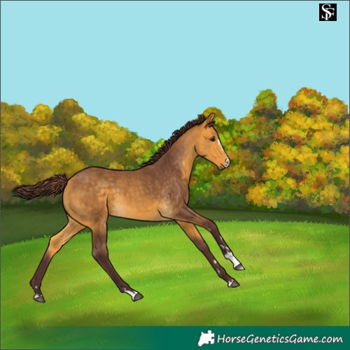 Horse Color:Chocolate Buckskin 