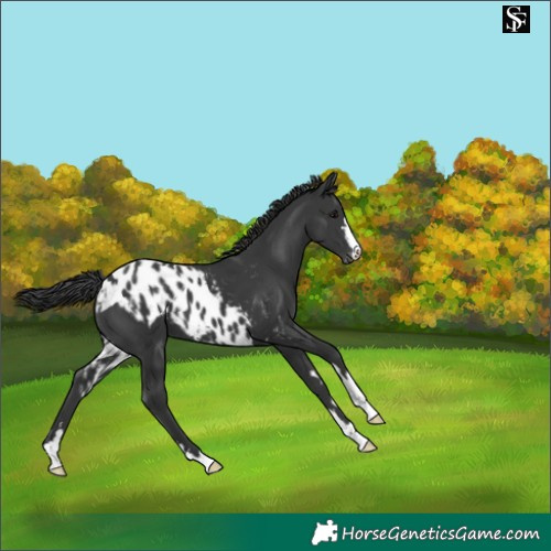Horse Color:Black Skewed Appaloosa