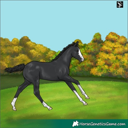 Horse Color:Black Skewed LP Spotted 