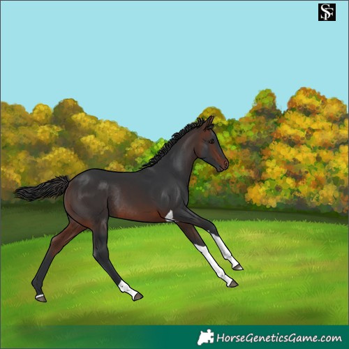 Horse Color:Brown Tobiano Rabicano 