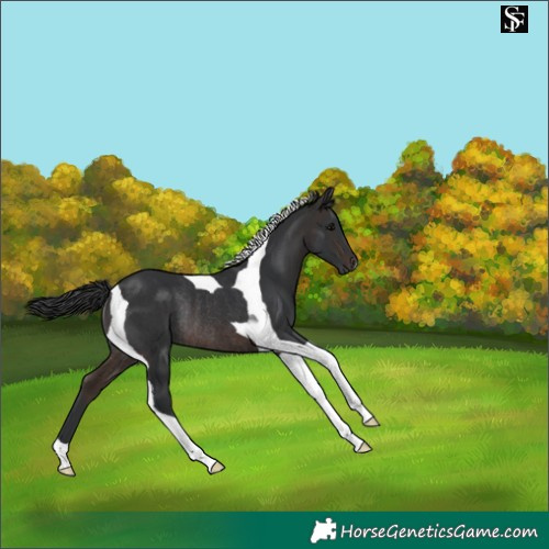 Horse Color:Brown Tobiano Rabicano 