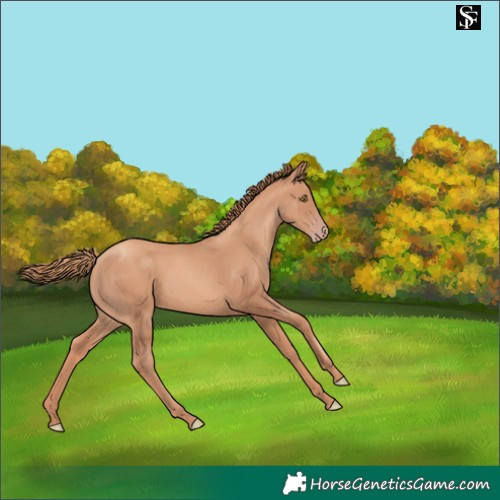 Horse Color:Gold Champagne Rabicano 