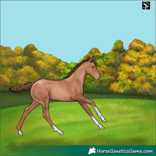 Horse Color:Gold Champagne Tobiano Rabicano 