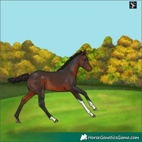 Horse Color:Brown Tobiano 