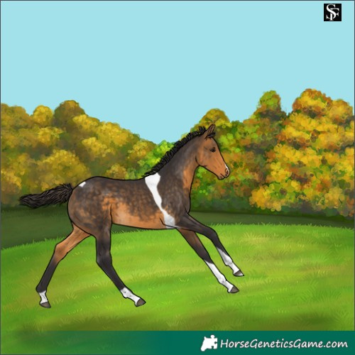 Horse Color:Buckskin Tobiano 