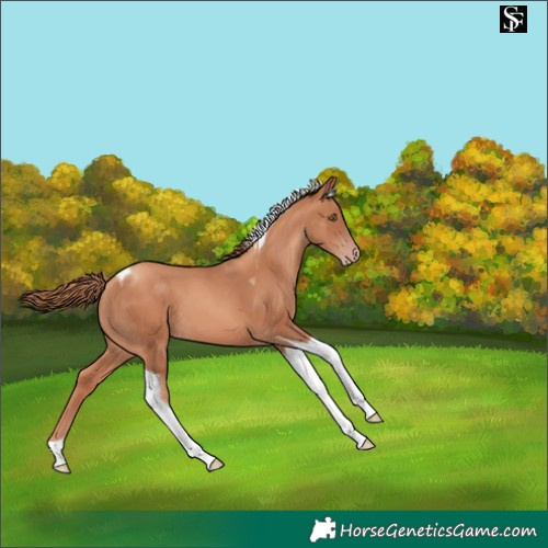 Horse Color:Gold Champagne Tobiano 