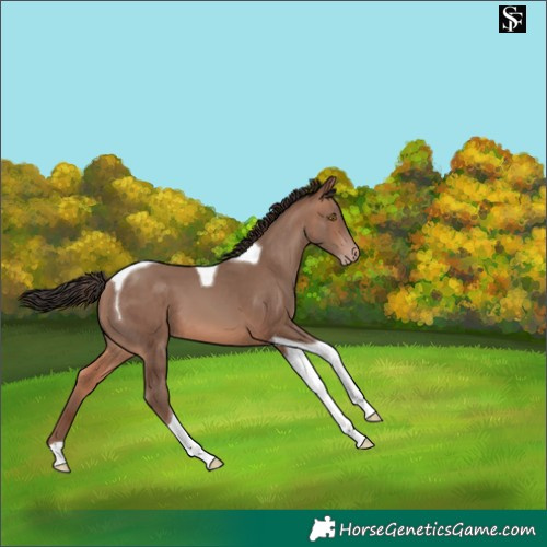 Horse Color:Sable Champagne Tobiano 