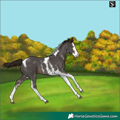 Horse Color:Liver Chestnut Sabino Splash Tobiano Varnish 