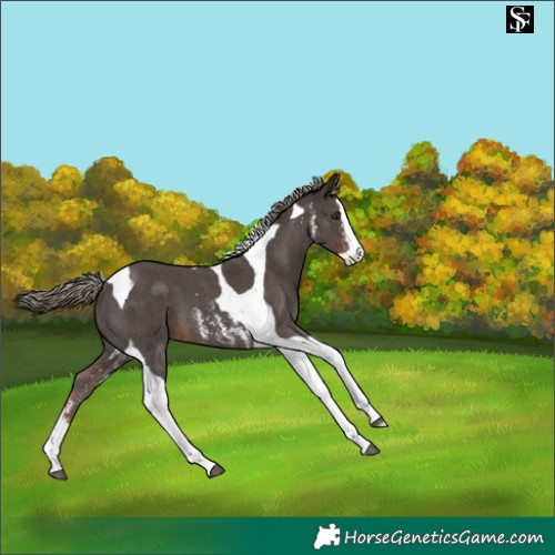 Horse Color:Liver Chestnut Sabino Splash Tobiano Appaloosa 