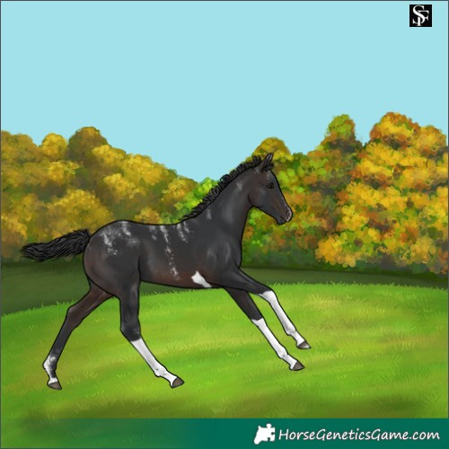 Horse Color:Powder White Brown Tobiano 