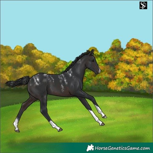 Horse Color:Powder White Brown Tobiano 