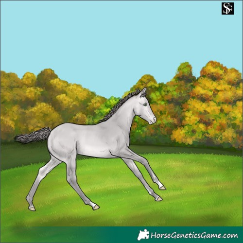 Horse Color:Platinum Sable Cream Champagne Appaloosa 