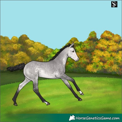 Horse Color:Platinum Buckskin Dun 