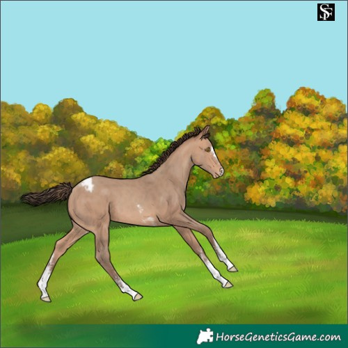 Horse Color:Amber Champagne Sabino Appaloosa 